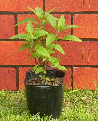  Online Boutiques on Top