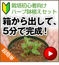 栽培初心者向けハーブ鉢植えセット