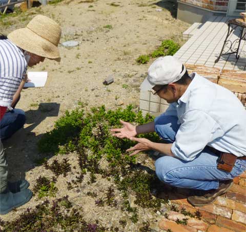 ミントをお庭に植えると