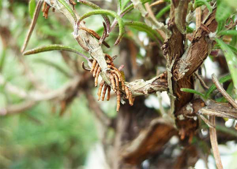 ローズマリーの枝にできる根のようなものは何ですか ヘルプ Q A ハーブ苗の通販 無農薬 安心の専門店 Soramimiハーブショップ
