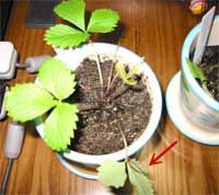 ワイルドストロベリーの葉が下を向いています ヘルプ Q A ハーブ苗の通販 無農薬 安心の専門店 Soramimiハーブショップ