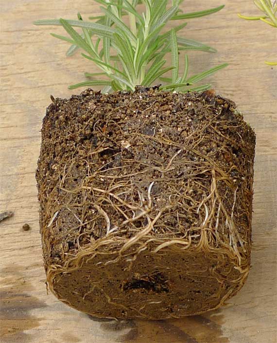 植え付け時の根鉢は ヘルプ Q A ハーブ苗の通販 無農薬 安心の専門店 Soramimiハーブショップ