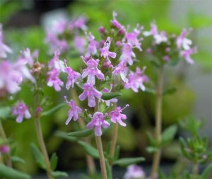 タイム（選抜種・桃花）