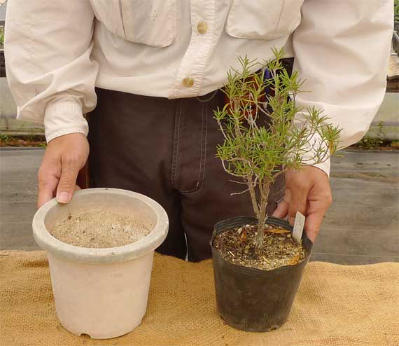 同じサイズの鉢に植え替えするには ヘルプ Q A ハーブ苗の通販 無農薬 安心の専門店 Soramimiハーブショップ