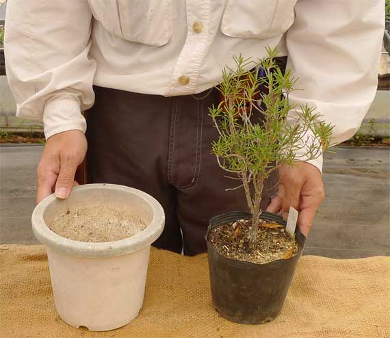 植えかえ ヘルプ Q A ハーブ苗の通販 無農薬 安心の専門店 Soramimiハーブショップ