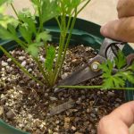 鉢植えセットで植えた苗はどれぐらい成長したら使えますか