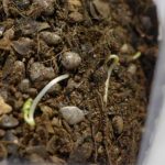鉢植えセットの土から出てきた芽は？