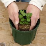 「初めてのハーブ鉢植えセット」は寄せ植えにも使えますか