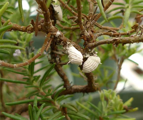 ローズマリーの枝に白い虫が ヘルプ Q A ハーブ苗の通販 無農薬 安心の専門店 Soramimiハーブショップ
