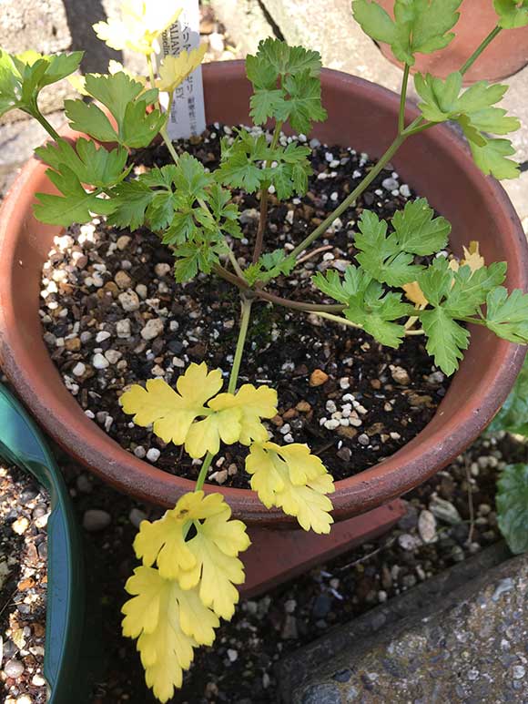 イタリアンパセリの葉が黄色くなってきました ヘルプ Q A ハーブ苗の通販 無農薬 安心の専門店 Soramimiハーブショップ
