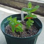 ミントは寄せ植えできますか ヘルプ Q A ハーブ苗の通販 無農薬 安心の専門店 Soramimiハーブショップ ミントは寄せ植えできますか ヘルプ Q A ハーブ苗の通販 無農薬 安心の専門店 Soramimiハーブショップ