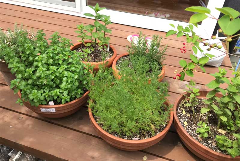鉢植えのハーブたちが今年は元気がありません ヘルプ Q A ハーブ苗の通販 無農薬 安心の専門店 Soramimiハーブショップ 鉢植えのハーブたちが今年は元気がありません ヘルプ Q A ハーブ苗の通販 無農薬 安心の専門店 Soramimiハーブショップ