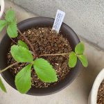 ミント、レモンバーム、ストロベリーを植えて一週間ですが苗の元気がないようです。