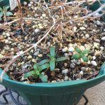 ローズマリーを植える間隔 ヘルプ Q A ハーブ苗の通販 無農薬 安心の専門店 Soramimiハーブショップ