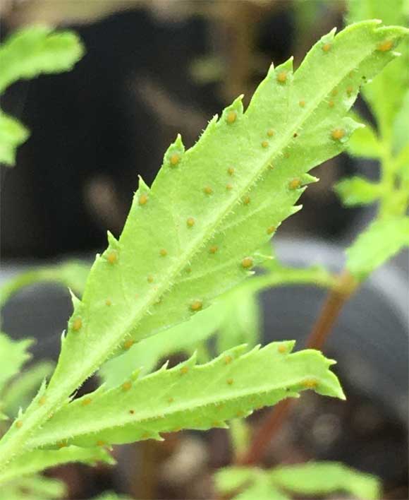 レモンマリーゴールドの葉にある粒は ヘルプ Q A ハーブ苗の通販 無農薬 安心の専門店 Soramimiハーブショップ
