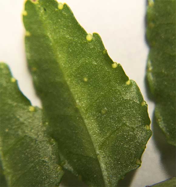 レモンマリーゴールドの葉にある粒は ヘルプ Q A ハーブ苗の通販 無農薬 安心の専門店 Soramimiハーブショップ