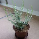 レモンバームの花が咲いたら葉が小さくなりました ヘルプ Q A ハーブ苗の通販 無農薬 安心の専門店 Soramimiハーブショップ
