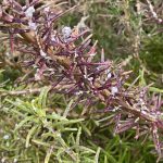 ジャスミンの耐寒性 ヘルプ Q A ハーブ苗の通販 無農薬 安心の専門店 Soramimiハーブショップ