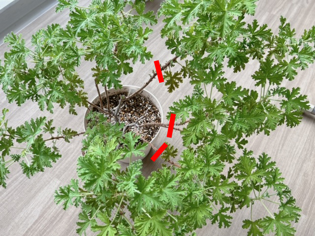 ゼラニウムの根元の方の葉が落ちてスカスカになりました | ヘルプ・Q&A  