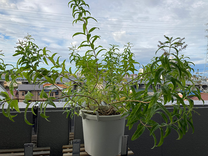 レモンバーベナの植え替え時期と剪定は? | ヘルプ・Q&A | ハーブ苗の 