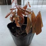 窓辺に置いていたレモンマートルが枯れてしまったようです