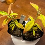 レモンマートルの葉の緑色が薄いのは？
