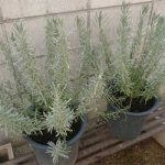 夏の間に大きくなった一年目のグロッソラベンダーの剪定は?