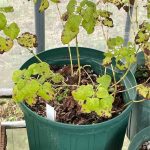 レモンバームに病気のような斑点が出ました