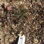 ジャーマンカモミールの葉が茶色くなりました