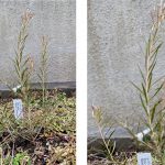 ティートゥリーの葉が変色しました