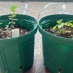 初めてのハーブ鉢植えセットで一年後の鉢替えは？