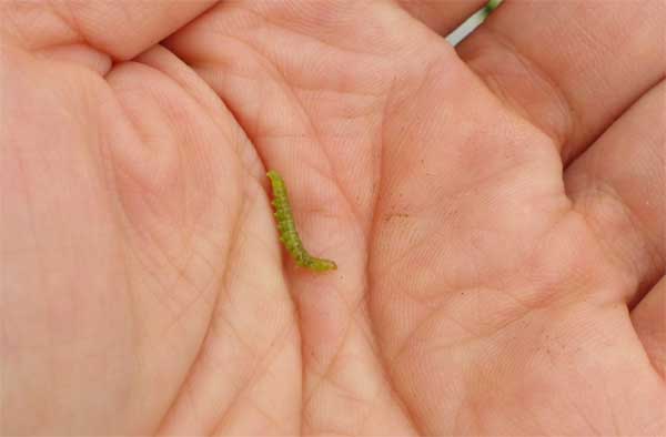 ベニフキノメイガの幼虫