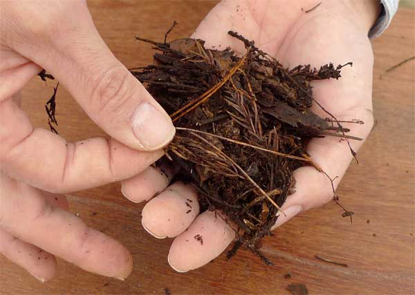 針葉樹の入った腐葉土