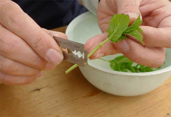 ハーブの差し木・挿し芽