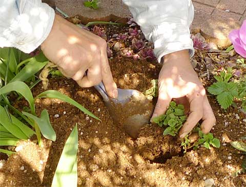 レモンバームの定植