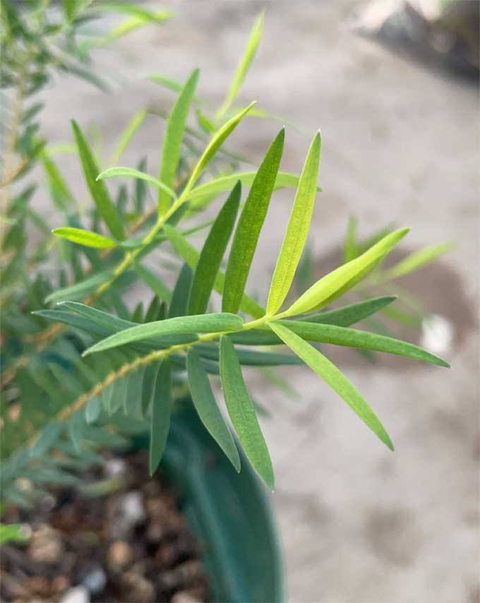 成長し始めた新芽