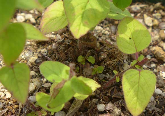 オレガノの新芽