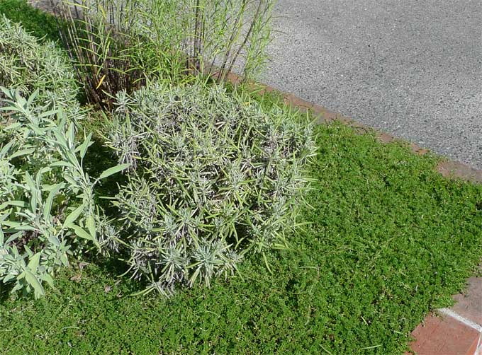 ハーブの花壇のラベンダー