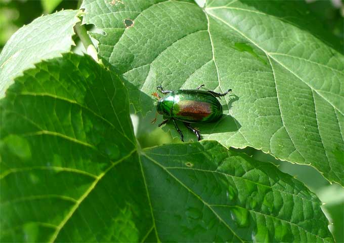 ボダイジュの葉をかじるコガネムシの成虫