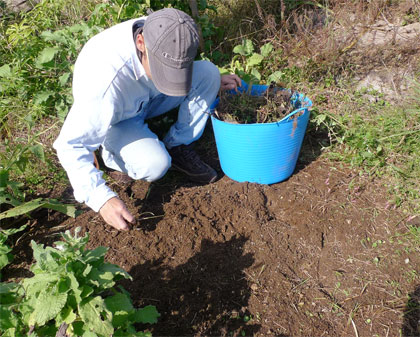 しっかり草取り