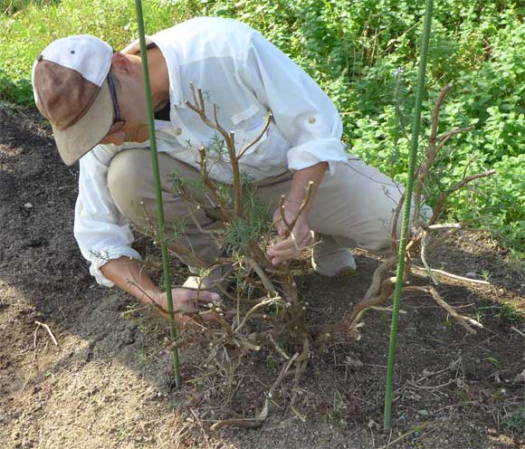 大きくなったハーブの移植 初心者のためのハーブ講座 ハーブ苗の通販 無農薬 安心の専門店 Soramimiハーブショップ