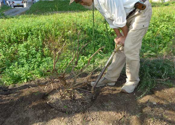 大きくなったハーブの移植 初心者のためのハーブ講座 ハーブ苗の通販 無農薬 安心の専門店 Soramimiハーブショップ