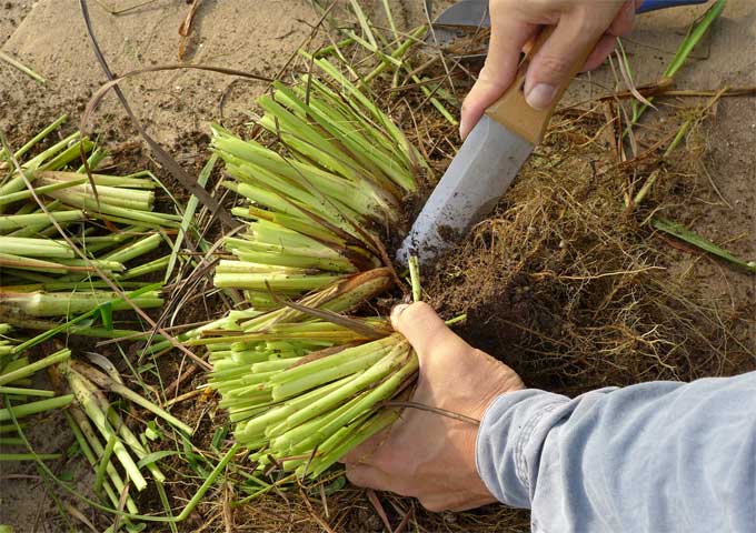 レモングラスの株分け 初心者のためのハーブ講座 ハーブ苗の通販 無農薬 安心の専門店 Soramimiハーブショップ