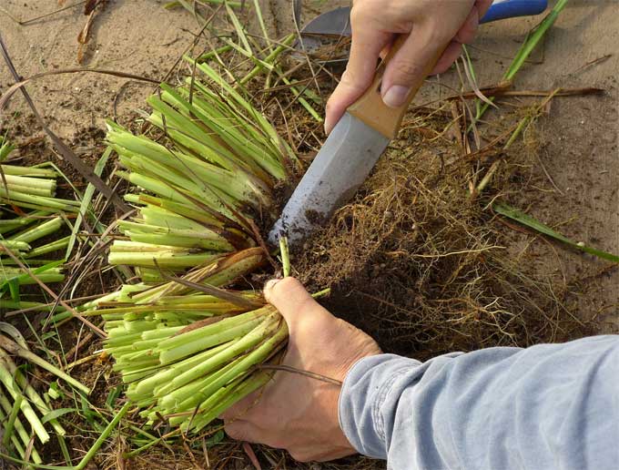 レモングラスの株分け 初心者のためのハーブ講座 ハーブ苗の通販 無農薬 安心の専門店 Soramimiハーブショップ