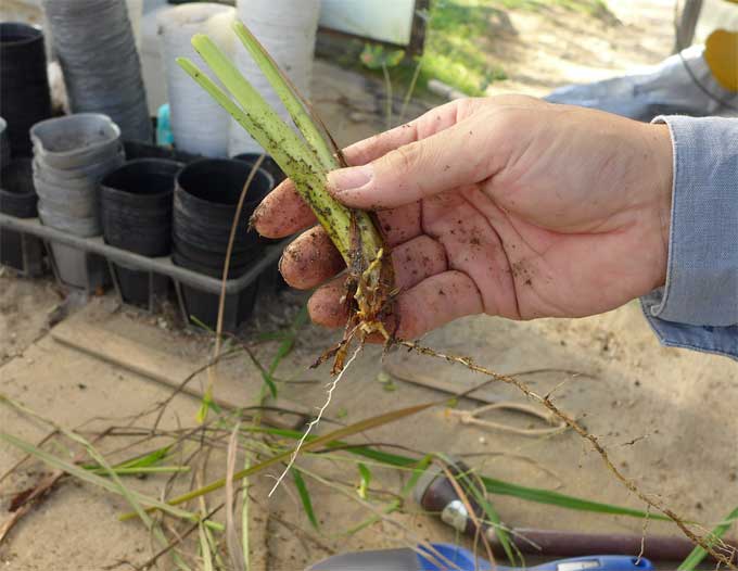 レモングラスの株分け 初心者のためのハーブ講座 ハーブ苗の通販 無農薬 安心の専門店 Soramimiハーブショップ