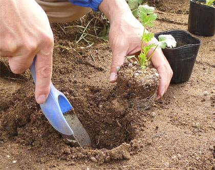 ハーブの苗を植える時期 初心者のためのハーブ講座 ハーブ苗の通販 無農薬 安心の専門店 Soramimiハーブショップ