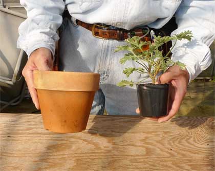 素焼き鉢に植えてみよう 初心者のためのハーブ講座 ハーブ苗の通販 無農薬 安心の専門店 Soramimiハーブショップ