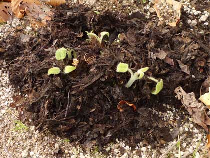 ハーブの防寒 地植え編 その2 初心者のためのハーブ講座 ハーブ苗の通販 無農薬 安心の専門店 Soramimiハーブショップ