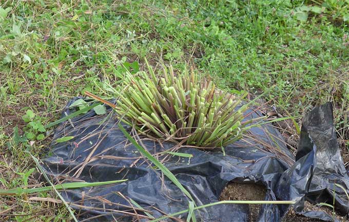 レモングラスの剪定