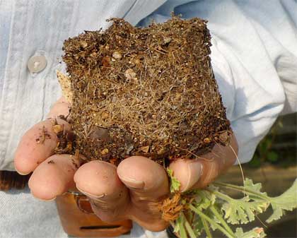 素焼き鉢に植えてみよう 初心者のためのハーブ講座 ハーブ苗の通販 無農薬 安心の専門店 Soramimiハーブショップ